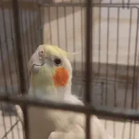 عروس هلندی نر