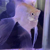 ماهی آنجل پلاتینیوم  سوپر باله