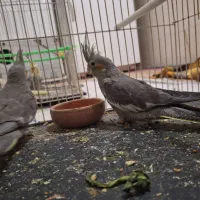 عروس هلندی|پرنده|خواف, |دیوار