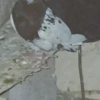 ۰۰۰۰۰|گربه|جبالبارز, |دیوار