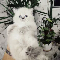 گربه نژاد اسکاتیش