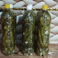 فروش خیارشور