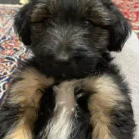 سگ پا کوتاه نژاددار|سگ|گرگان, |دیوار