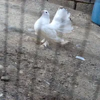 کبوتر تزئینی|پرنده|میناب, |دیوار