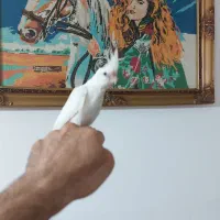 گمشده عروس هلندی ال‌البینو ۶ماهه
