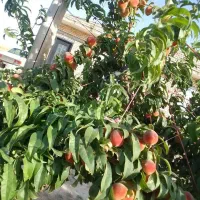 خانه 140 متری با 1000 متر زمین