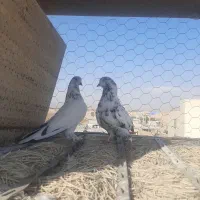 ۱۰ جفت|پرنده|قلعه نو, |دیوار