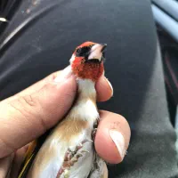 قناری نر سهره محاجر|پرنده|اردبیل, |دیوار