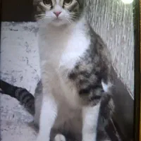 واگذاری گربه یکساله ماده