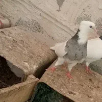 طوقی ماده