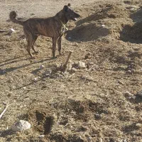 توله سگ رایگان