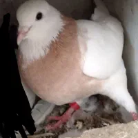 گمشده آزادگان