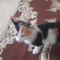 گربه خونگی