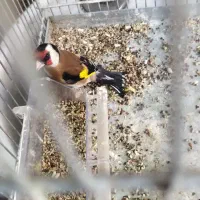 دوتا قناری نر و یک عدد سهره ی گل قفل نر|پرنده|تهران, جوادیه|دیوار