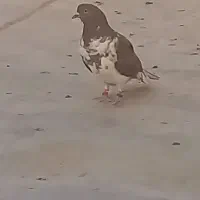 کبوتر