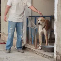 واگذاری سگ نگهبان آلابای|سگ|سرخنکلاته, |دیوار