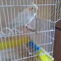 عروس هلندی لوتینو سخنگو اهلی