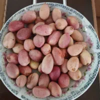 پسته تازه دست چین