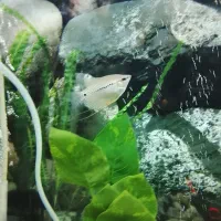 ماهی|ماهی|تهران, خلیج فارس|دیوار