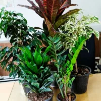 ۵ عدد گلدان آپارتمانی -  ارسال رایگان در تهران