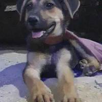 سگ ژرمن شپرد نر