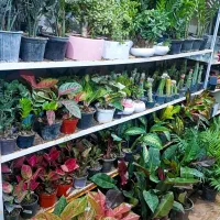 گلسرای مریم بانو بار جدید رسید۱۰درصد|گل و گیاه طبیعی|بیرجند, |دیوار