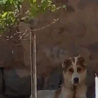 سگ.|سگ|قوچان, |دیوار