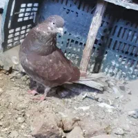 کبوتر پرشی|پرنده|اشنویه, |دیوار