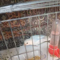 یک عدد طوطی برزیلی رنگ خواص|پرنده|گرمسار, |دیوار