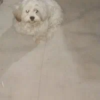 توله شیتزو خالص شناسنامه دار