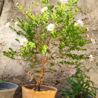 گل بیرونی رونده