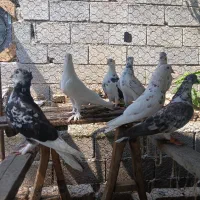 فروش تعدادی کبوتر ساعتی