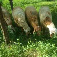 قوچ همو مغانی|حیوانات مزرعه|کلات (خراسان), |دیوار