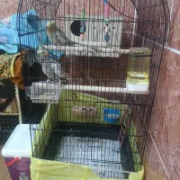 عروس هلندی ماده