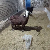 12عدد 3 عددبز یک عدد تکه پاکستانی و8عدد گوسفند|حیوانات مزرعه|بوئین زهرا, |دیوار