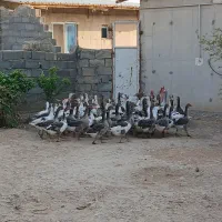 غاز|حیوانات مزرعه|دشت ذهاب, |دیوار