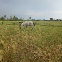 اسب نریون ۸سال