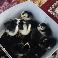 فروش جوجه لاری 10روزه