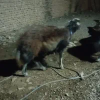 سلام سه عدد قوچ
