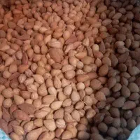 بادام تلخ
