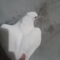 کبوتر|پرنده|نورآباد, |دیوار