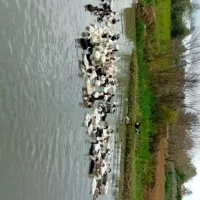 اردک محلی ..خروس .. غاز به صورت زنده و پاک شده