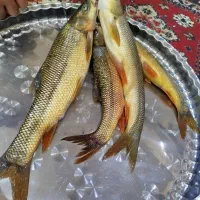 ماهی کردستان سد و رودخانه|ماهی|دیواندره, |دیوار