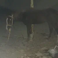 اسب اسیل کورد سیلمی|اسب و تجهیزات اسبسواری|سراوان, |دیوار