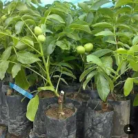 شرکت و نهالستان سرو نهال (نعمتی)