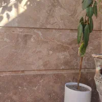 گل و گلدون با هم
