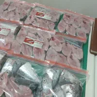 انواع ماهی|ماهی|بندر کنگان, |دیوار