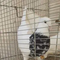 طوقی زرین وآجری