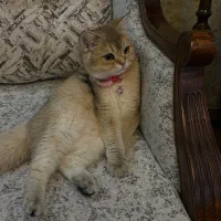 گربه جفت گیری
