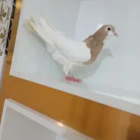 کبوتر خال زرد|پرنده|شیروان (خراسان), |دیوار